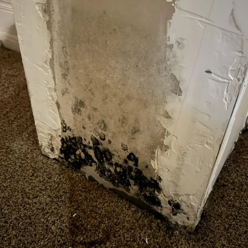 Professional Mold Removal in Fairview, UT